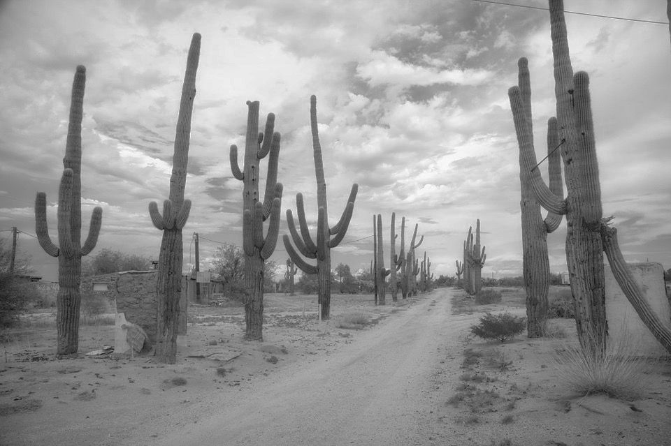 The state of Arizona even has its very own plant protectors which are also - photo 1