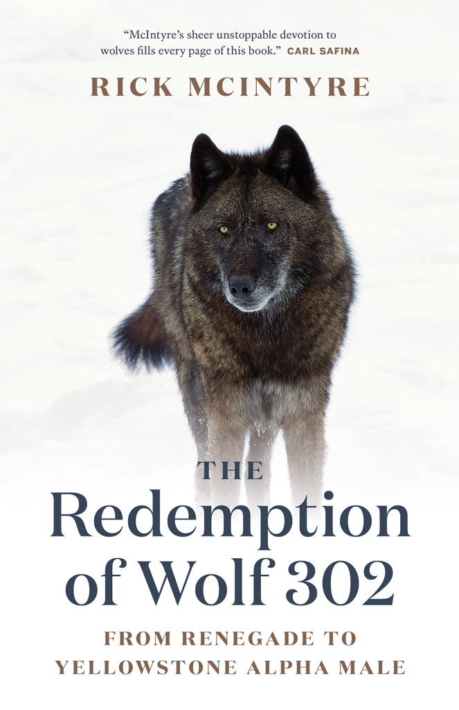 The Redemption of Wolf 302 From Renegade to Yellowstone Alpha Male - image 1