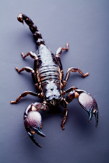 Black scorpion Introduction Shining a Light on Scorpions Since ancient - photo 4