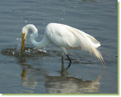 Great Egret Hunting for fish and crabs in the channels of the wetlands and also - photo 2