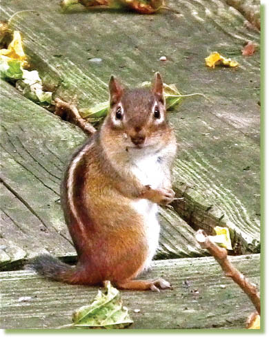 Chipmunks are everywhere in all the parks and forests and in peoples yards it - photo 13