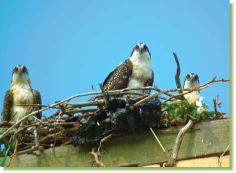 Ospreys Ospreys arrive in the northern states around the end of March these - photo 14