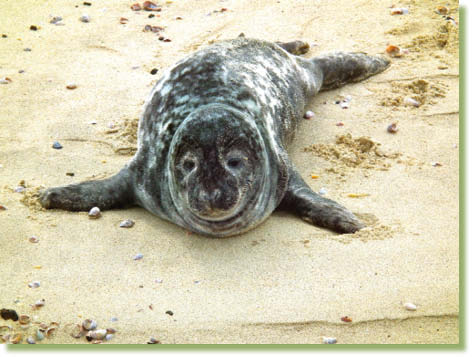 Baby Harbor Seal that must not have kept up with the herd or may have been born - photo 19