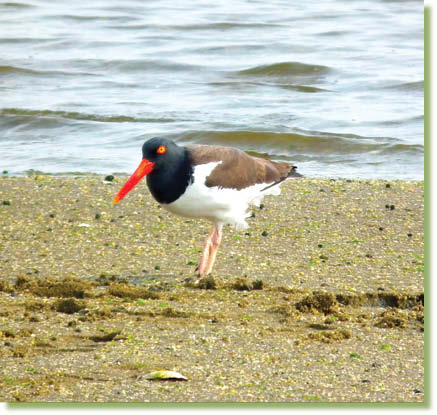Oyster Catcher These odd looking birds are usually in small groups of two - photo 22