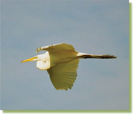 A gorgeous Great Egret These Egrets wade in shallow fresh and salt waters and - photo 23