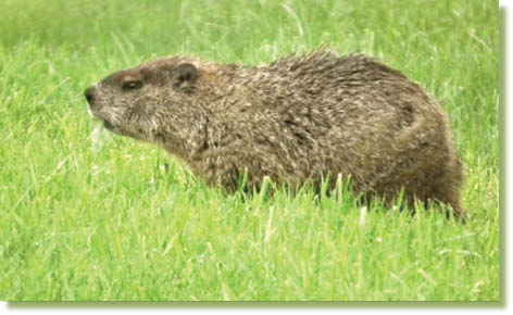 Ground Hog These critters are EVERYWHERE they live in burrows in and around - photo 25