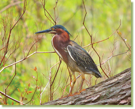 Green Heron Green herons hunt for food at the edges of fresh water lakes ponds - photo 3