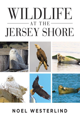 Noel Westerlind Sr Wildlife at the Jersey Shore