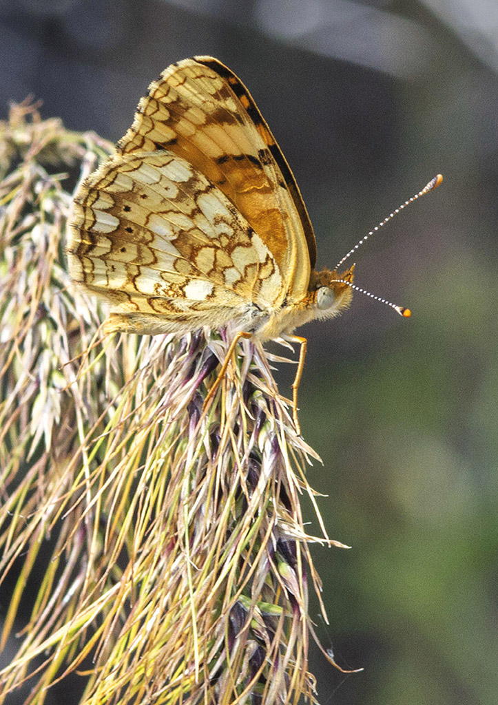 Pale Crescent Phyciodes pallida male Boisduvals Blue Icaricia - photo 1