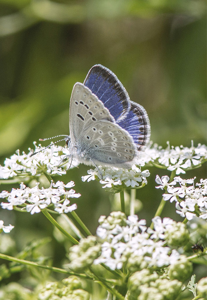 Boisduvals Blue Icaricia icarioides pembina male BUTTERFLIES of the - photo 2