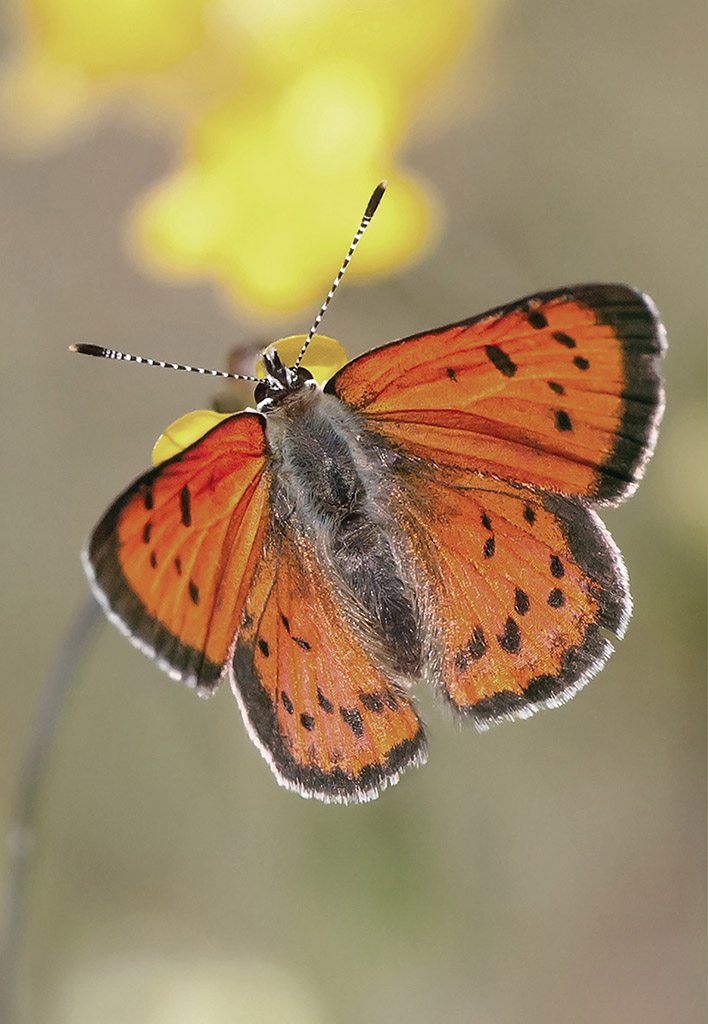 Lustrous Copper Lycaena cupreus male INTRODUCTION In the summer of 1967 - photo 5