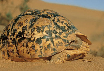 Leopard Tortoise in the Swartkop River Namibia Preface Although southern - photo 2