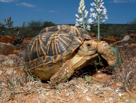 What are tortoises terrapins and turtles Common names are confusing and what - photo 3