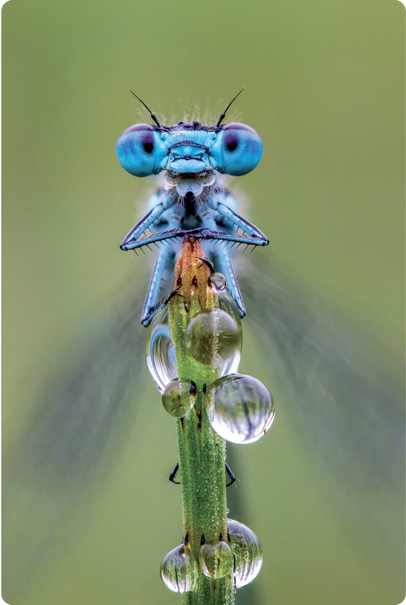 Azure Damselfly Coenagrion puella Oliver Wright - photo 3