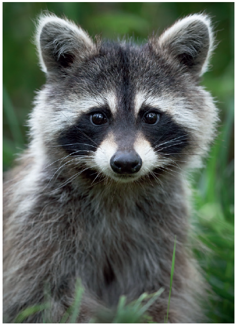 Common northern raccoon Procyon lotor Introduction An Uncanny Outlaw Both - photo 4