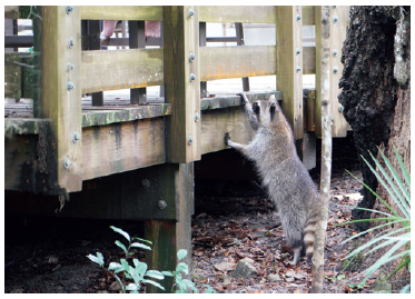 Raccoons are unusual among wild animals in being drawn to novelty in their - photo 5