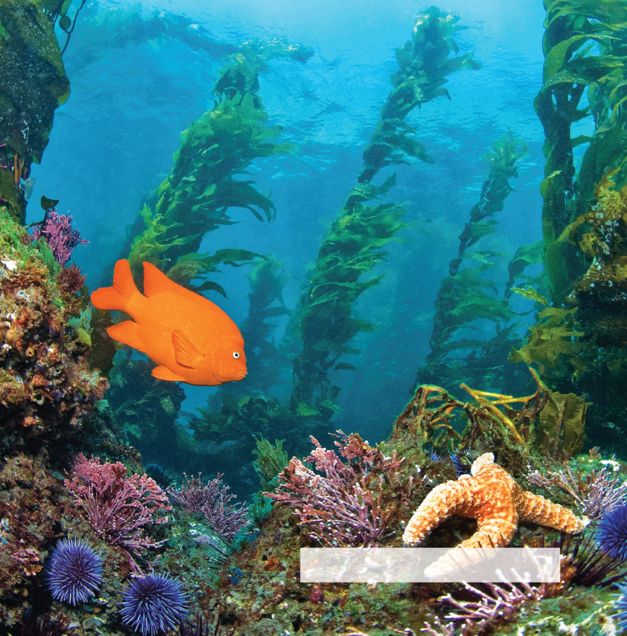 Garibaldi fish and starfish in a kelp forest WELCOME JUNIOR SCIENTIST - photo 7