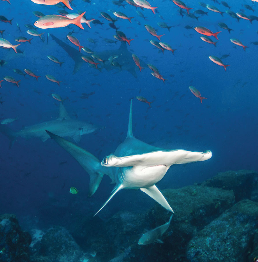 Scalloped hammerhead SHARKS FOR KIDS DAVID M C GUIRE A JUNIOR SCIENTISTS - photo 2