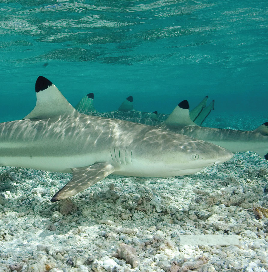 Blacktip reef sharks When you hear the word shark what comes to your mind - photo 6