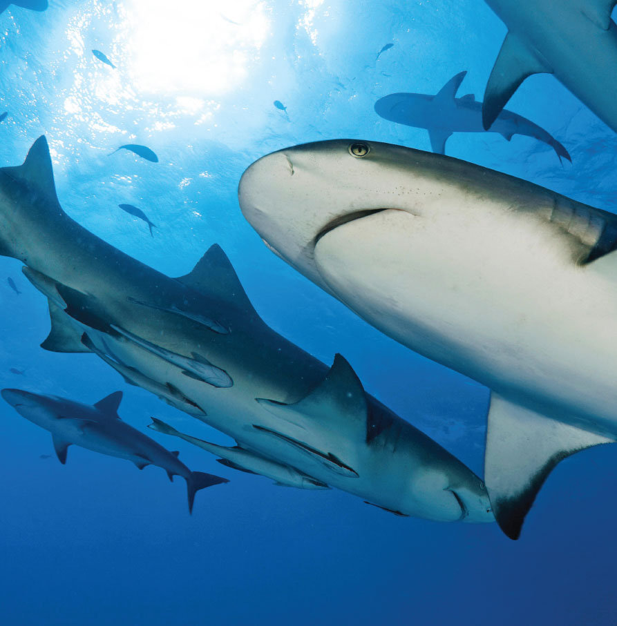 REMARKABLE SHARKS Lets go on an adventure under the seawhat sharks call - photo 8