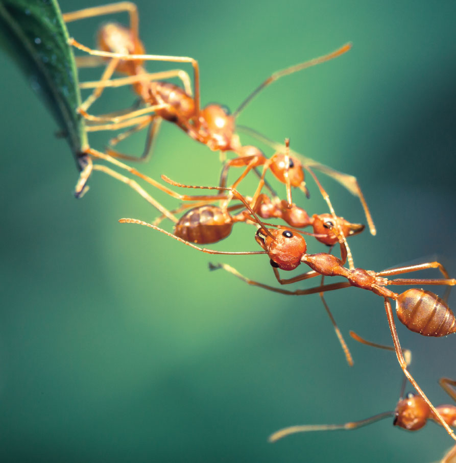 PART ONE AMAZING ANTS Ants are everywherealmost Antarctica Greenland and - photo 8