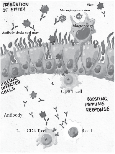 Figure 9 How vaccines work Vaccine protection is based on immune memory - photo 1