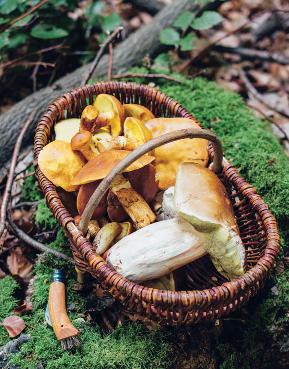 Whats Different about This Book This book is not like other mushroom ID - photo 7