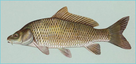 Common carp the first and most widely cultured fish in the world Source - photo 1