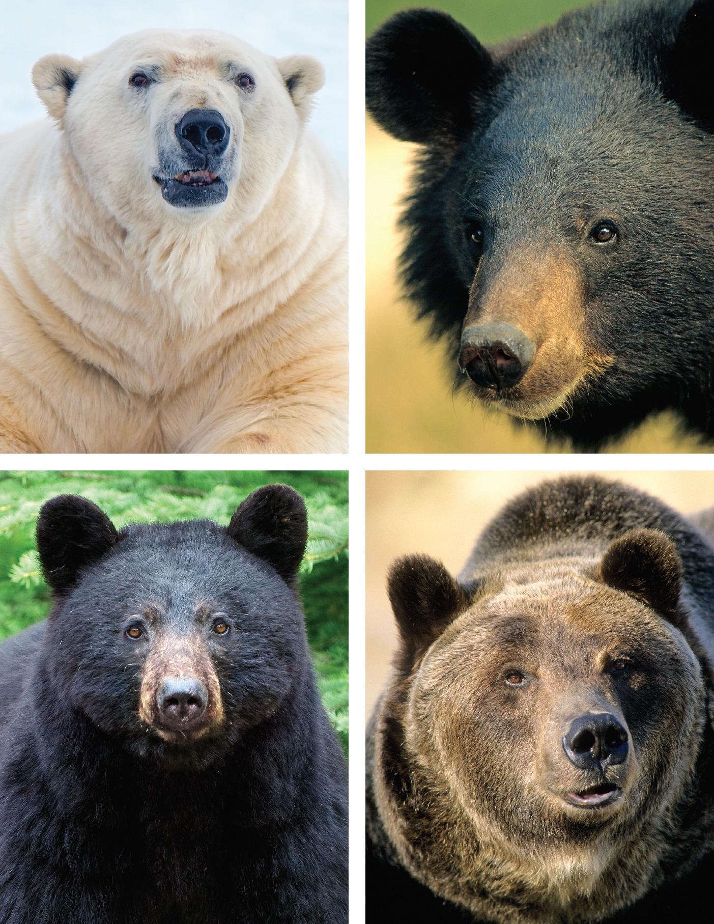 The four northern bears clockwise from top left polar bear Asiatic black - photo 6