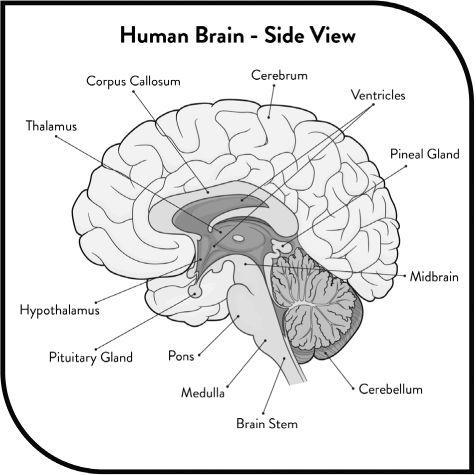 Still we will need to discuss the various parts of the brain and what they do - photo 3