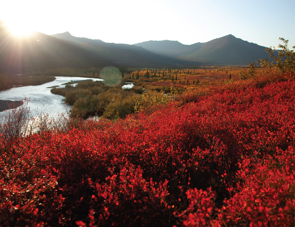 Glowing red blueberry bushes brighten the tundra with splashes of color in - photo 15