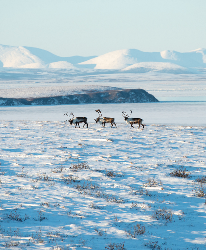 A THOUSAND TRAILS HOME LIVING WITH CARIBOU SETH KANTNER MOUNTAINEERS - photo 7