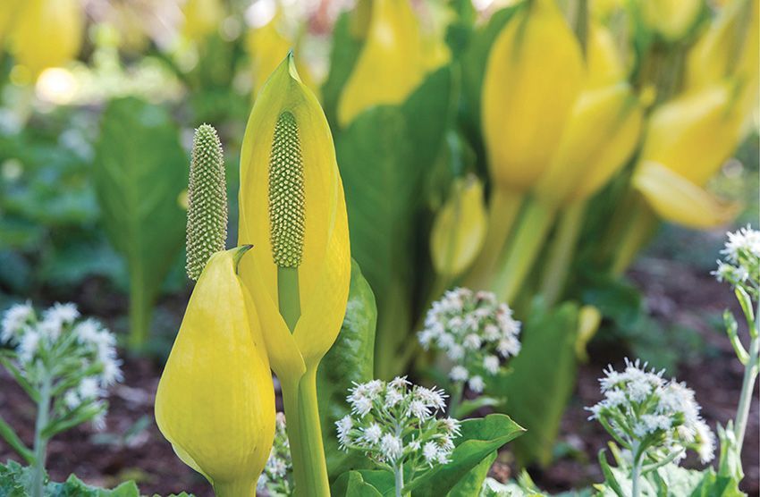 Skunk cabbages emit a strong odor that attracts insects such as flies bees - photo 3