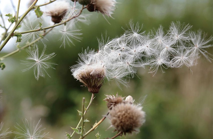 Plants use various methods to disperse their seeds over a wide area Some - photo 4