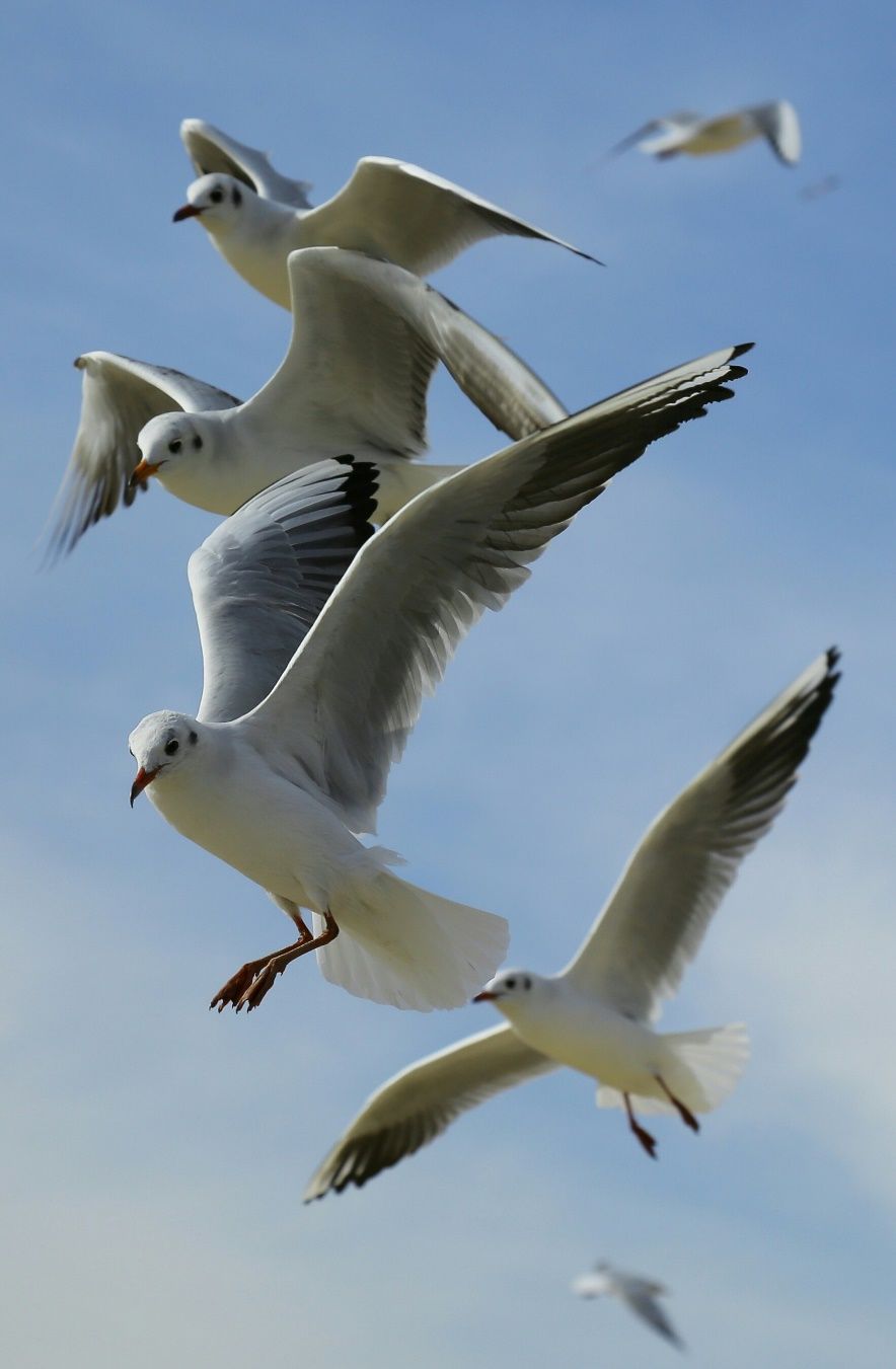 A photo of a bird taken with a shutter speed What is the definition of - photo 1