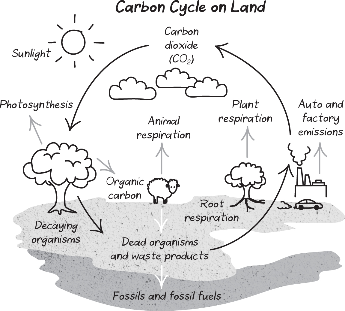 Based on illustration at onlinesciencenotescomthe-carbon-cycle 1896 - photo 2