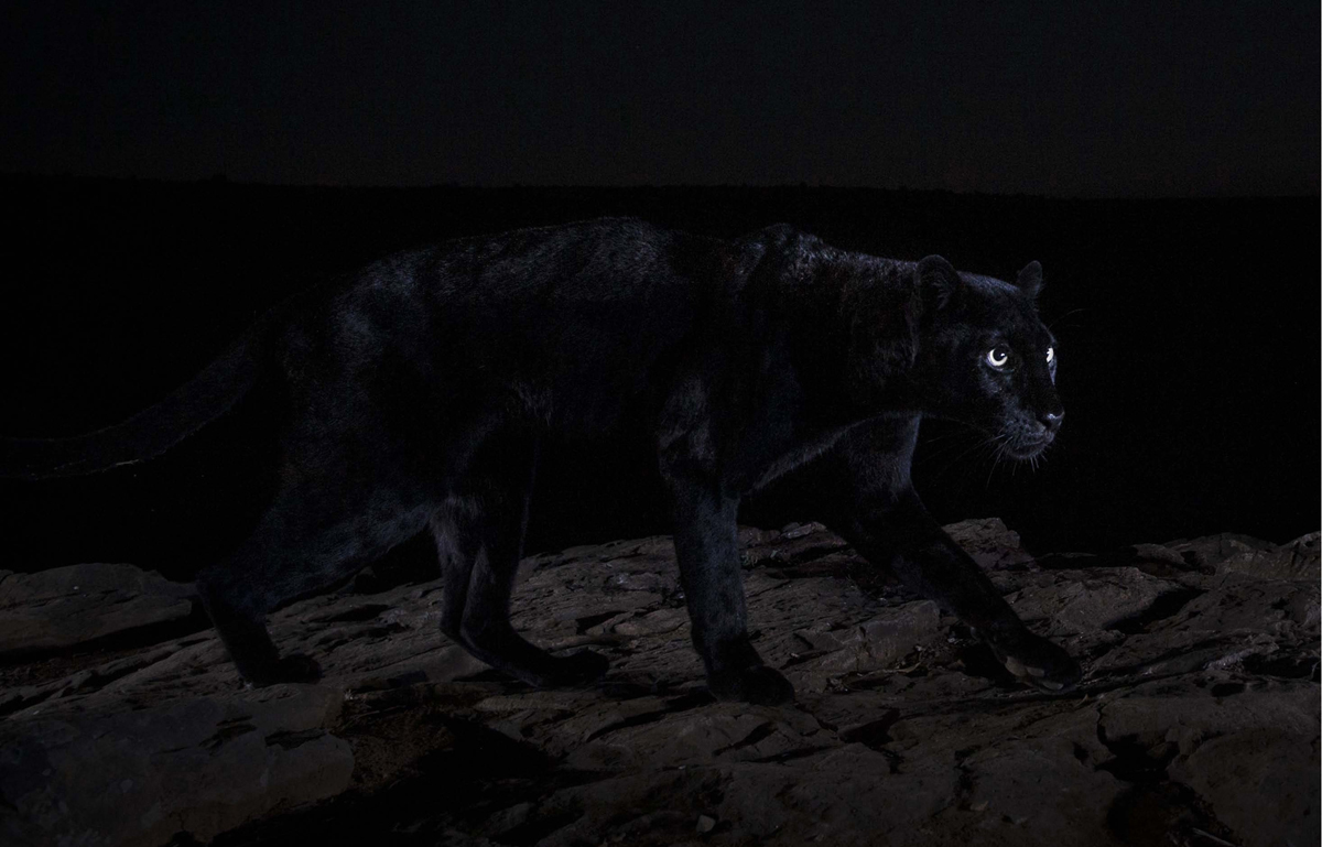 A black leopard at night in Laikipia County Kenya July 2019 FOR - photo 3