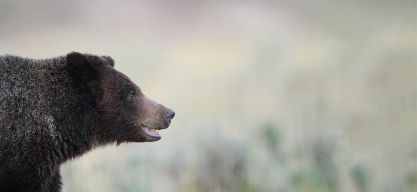 Foreword Vhpahtse-nhkohe or white-mouthed bear is what my Native - photo 7