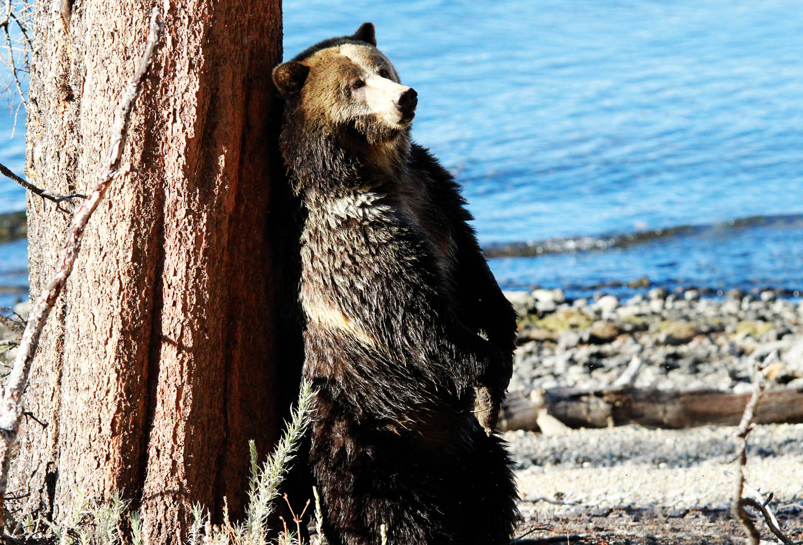 Relationship with Native Americans Many Native Americans considerthe grizzly - photo 10