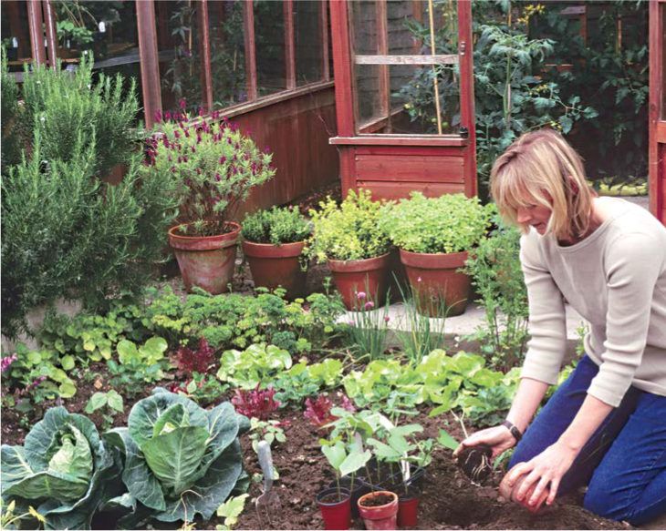 After the initial soil preparation a small vegetable plot often needs just a - photo 7