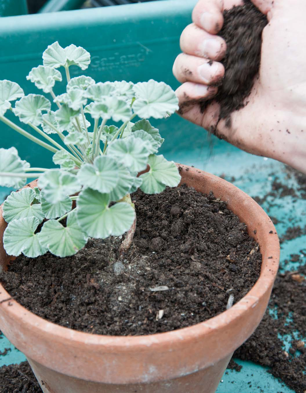 Compost is such wonderful stuff that it is often referred to as black gold - photo 6