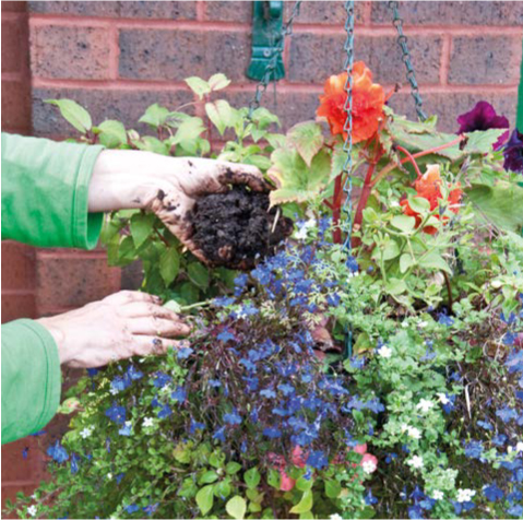 A handful of worm compost will pep up a hanging basket GARDEN ORGANIC This - photo 7