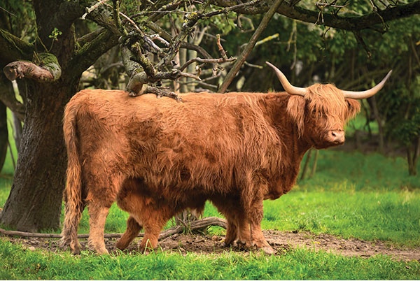 Highland cattle have a distinctive look that appeals to many Hooves and Hide - photo 1