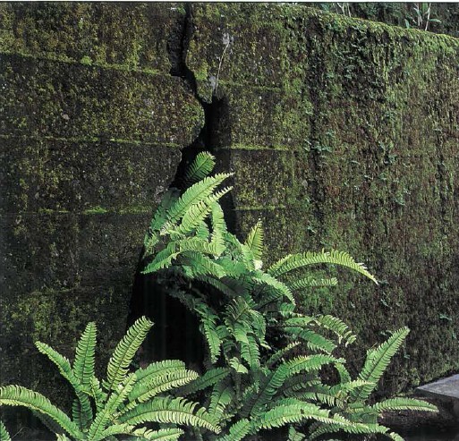 The gardens of the Balina Serai hotel were planted in a coconut grove All the - photo 8