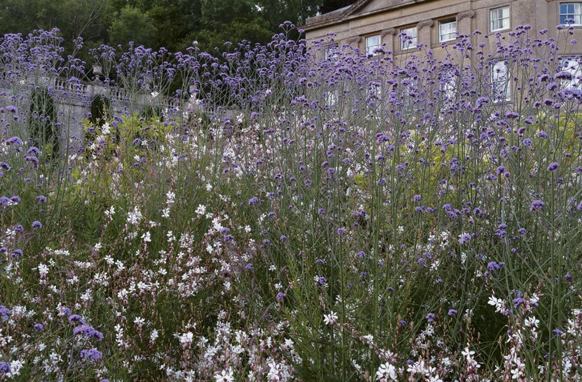 Confident colourful perennial planting at The American Museum brings - photo 8