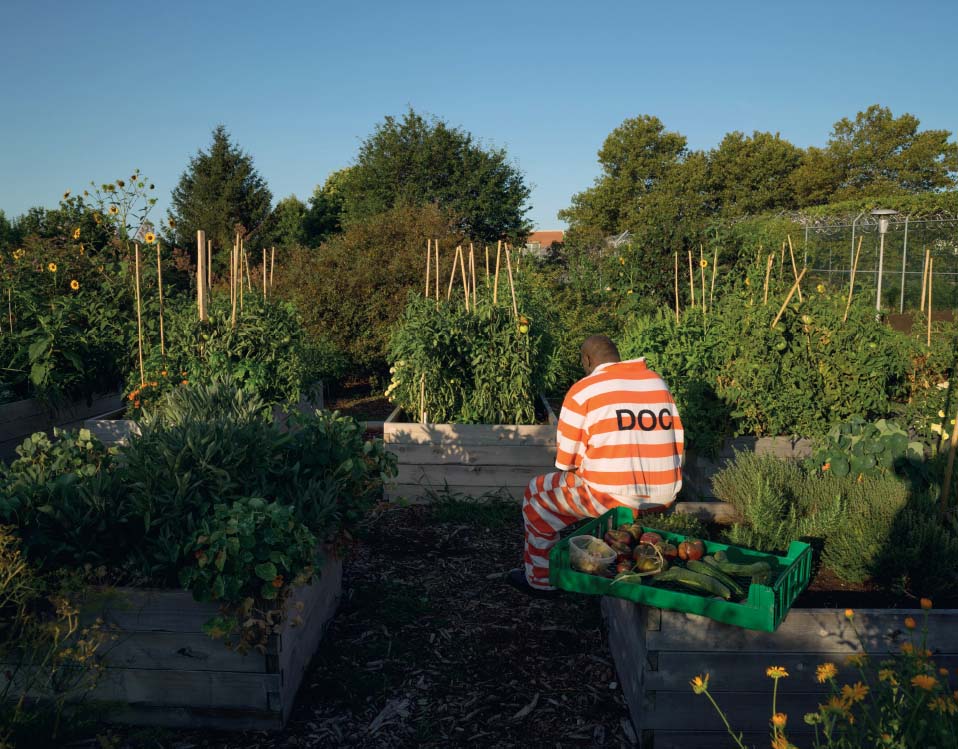 GreenHouse Program vegetable garden on Rikers Island The vegetable garden on - photo 16