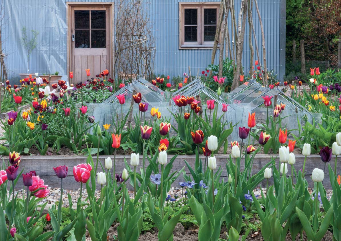 Tulips in the Barn vegetable garden including Mickey Mouse Ballerina and Abu - photo 6