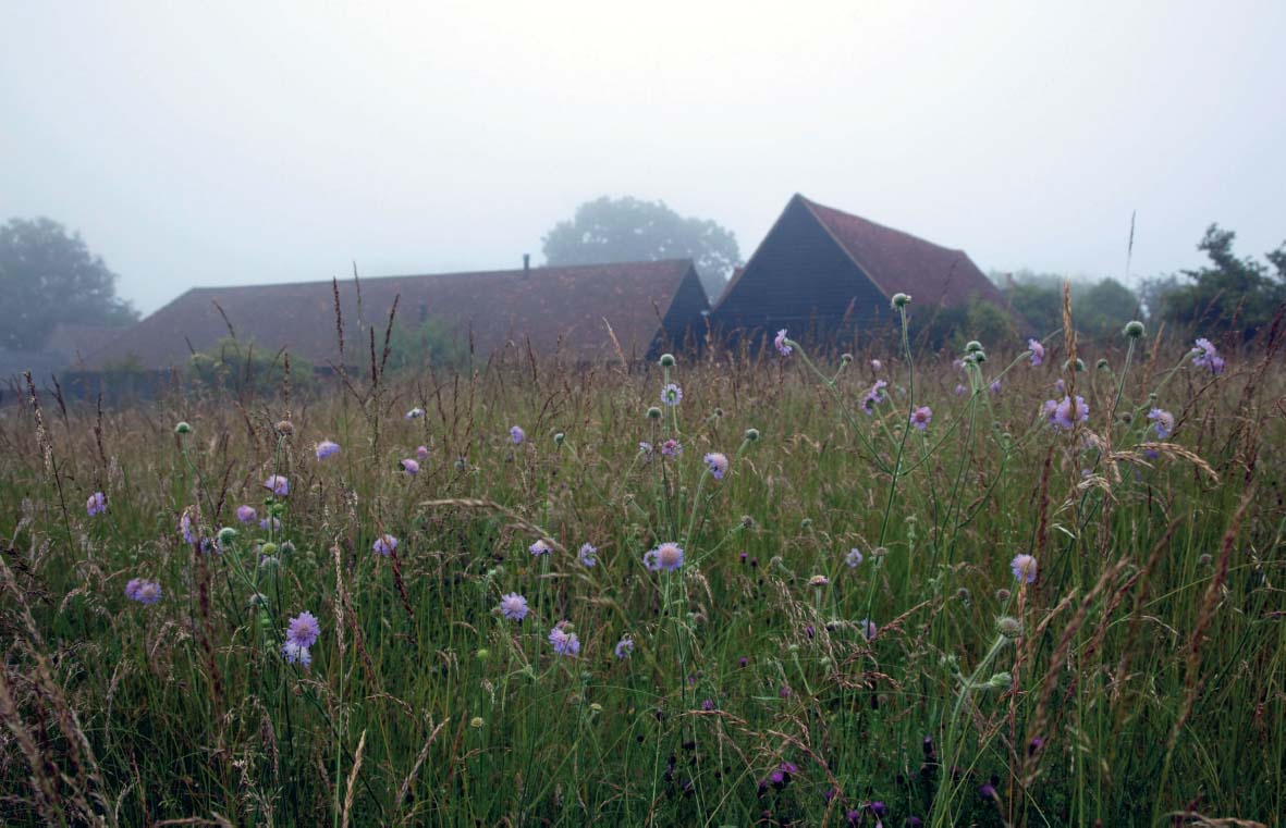 The Barn meadow with scabious in flower The Barn meadow with scabious in - photo 7