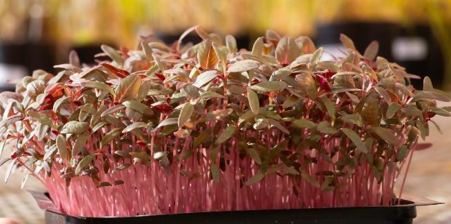 Microgreens Microgreens can be eaten on their own but typically people add - photo 3