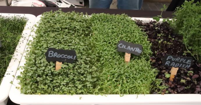 Stall selling microgreens Next lets look deeper into some different terms - photo 5